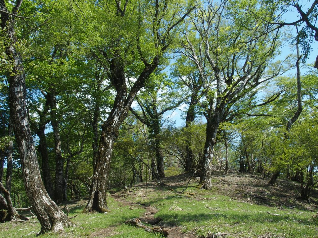 ご機嫌な広葉樹の森